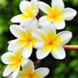 Meet your Posher, Lee